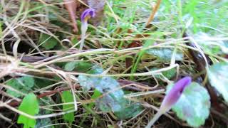 Spring Crocuses [upl. by Schoenberg]