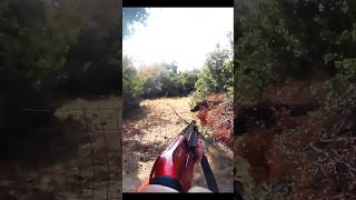 великолепный кадр кабана hunting cinghiale chasse wildboar охота [upl. by Airol362]