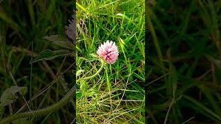 💮ALSIKE CLOVER FLOWER💮trifolium hybridum [upl. by Nnalyrehs609]