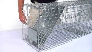 How to Set Havahart® Feral Cat Trap Model 1099 [upl. by Hales619]