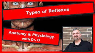 Types of Reflexes Anatomy and Physiology [upl. by Zoilla993]