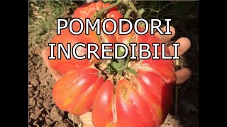 10 Trucchi per coltivare Pomodori Incredibili Potatura e Fertilizzazione [upl. by Audrit]