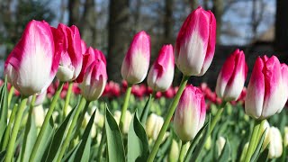 Keukenhof 2022  Another weekend in Keukenhof Garden more Tulips are Blooming  4K [upl. by Notsud293]