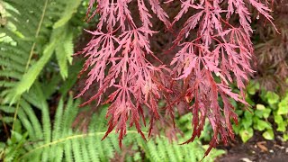 JAPANESE MAPLE RED DRAGON [upl. by Harras551]