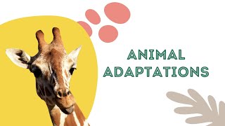 Adaptations Physical and behavioral adaptations [upl. by Alberik]