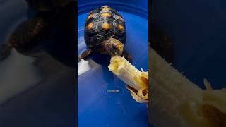 🍌🐢 Jabuti se Alimentando [upl. by Vinni]