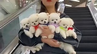 Most cute puppies in the world [upl. by Rik]