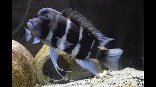 What to Feed Frontosa Cichlids [upl. by Yssis]