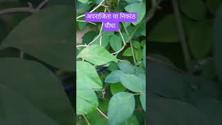 Aprajita plant care gardening aprajita shotrs [upl. by Panta]