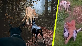 DOBERMAN vs PUMA ¿REALIDAD O MITO ¿QUIÉN GANARIA LA PELEA PERROS VS FELINOS MOUNTAIN LION vs DOG [upl. by Cowles]