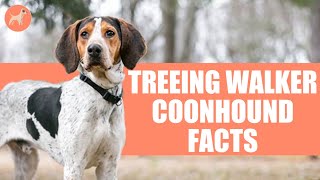 Treeing Walker Coonhound Top 10 Unbelievable Facts [upl. by Selrhc]