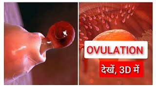 Ovulation and Menstrual Cycle Basics 3D in Hindi [upl. by Moon]