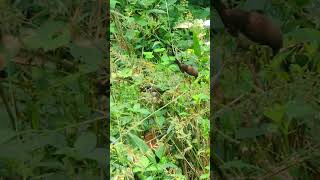 Sparrow attakuruvikal with onnam ragam paadi song shorts [upl. by Airahs]