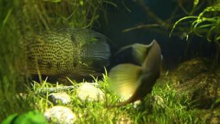 Spotted severum Heros notatus courtship behaviour [upl. by Sethrida]