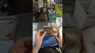 My first time filleting a fish 🐟 [upl. by Lebanna]