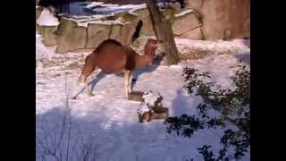 Dromedary Camel In The Snow  Zoo Antwerp [upl. by Laith]