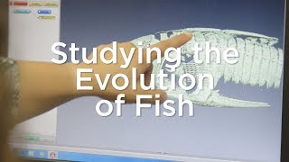 Heidi Schutz Summer Research Studying the evolution of fish [upl. by Anson]