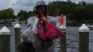 2022 Homosassa scalloping  What you need to be successful short [upl. by Asserat]