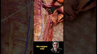 Anatomy of the Thorax  Can you identify the tagged structure  Med School Bootcamp [upl. by Hebner819]