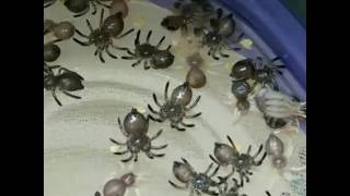 Baby tarantulas molting timelapse [upl. by Ellehcen]