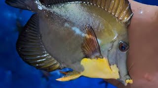 wild tricolor koi tangs for sale  ZEBRASOMA SCOPAS Abberent scopas from Maldives [upl. by Yelhak314]