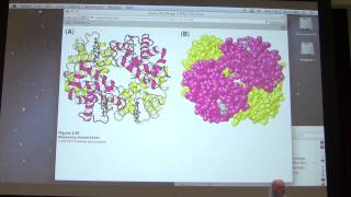 5 Kevin Aherns Biochemistry  Protein Structure II [upl. by Niahs432]