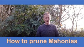 How to prune Mahonias [upl. by Nimrak300]