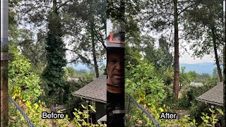 IVY Removal Before amp After [upl. by Reedy]