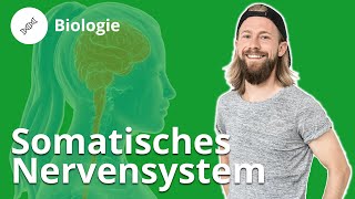 Somatische Nervensystem Aufnahme und Weiterleitung von Reizen – Biologie  Duden Learnattack [upl. by Nauh]