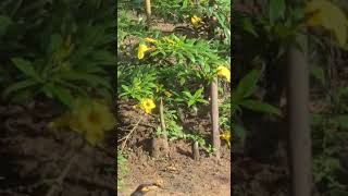 Baby bird getting fed by Mom  Sri Lanka hill myna  Gracula ptilogenys  Nature  Birds [upl. by Aroel]