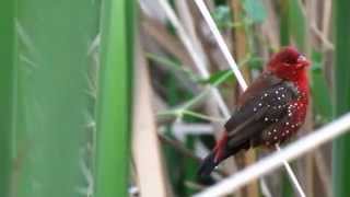 The Strawberry Finch or Red Avadavat Amandava amandava  Part 2 [upl. by Egroj22]