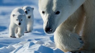 International Polar Bear Day [upl. by Foskett]