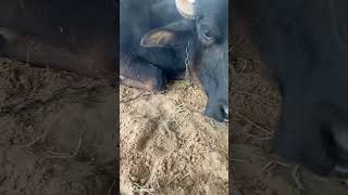 Mamta ka best farm houseshortvideo buffalofarm animals buffalow farming [upl. by Einej]