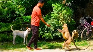 dog vs monkey langur vs dog🐕🐒 [upl. by Retha]