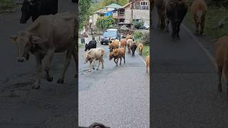 Svaneti Georgia Грузия nature shorts [upl. by Aizatsana771]