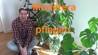 Monstera deliciosa Pflege Monstera deliciosa Variegata pflegen gießen Standort Düngen Fensterblatt [upl. by Hunter]