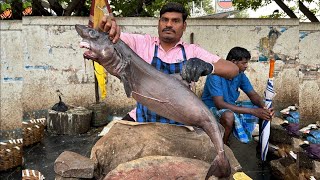 MONKEY SHARK 🦈 FISH CUTTING SKILLS VIDEO speedselvamfastcutting [upl. by Ecnarrat]