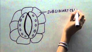 HOW TO DRAW DIAGRAM OF OPEN STOMATA [upl. by Rhines]