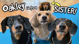 Oakley Gets a SISTER  Say hi to quotDelilahquot the Puppy Dachshund [upl. by Dody]