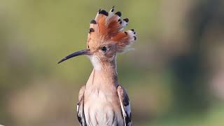 The Hoopoe Bird Israel’s Crowned Jewel [upl. by Ntsuj]