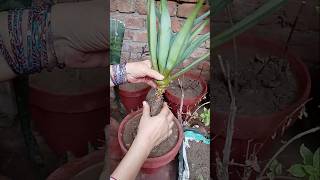 Agave shifting in soil 🌿shortsviral short youtubeshorts [upl. by Nayrda]