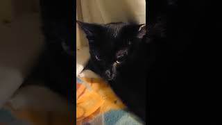 Watch  Tigress Girl  In Her Hiding Place  YouTube Shorts Entertainment [upl. by Jessabell]