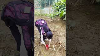 Save the frog astory viral ❤️🥰 trending shortvideo kabootar ytshorts shelter survival [upl. by Guenzi416]