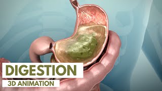 How the Digestive System Works  3D Animation [upl. by Galvin81]