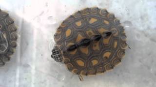 Baby yellowblotched map turtles at the Tennessee Aquarium [upl. by Heuser616]