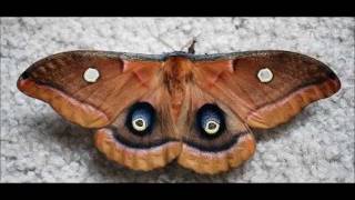 Polyphemus Moth Eclosing Time Lapse 61711 [upl. by Anauqahs]