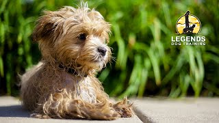 Maltipoo Separation Anxiety [upl. by Begga38]