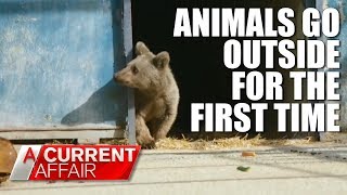 Animals set free for the first time  A Current Affair Australia [upl. by Aihsilat]