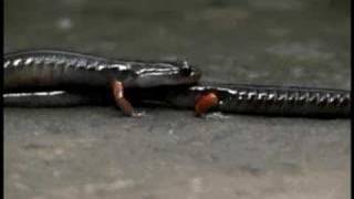 Salamander Courtship  Plethodon shermani sperm transfer [upl. by Yddur]