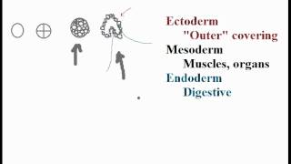 Biolgy Germ Layers Endoderm Mesoderm Ectoderm [upl. by Nahtannhoj682]